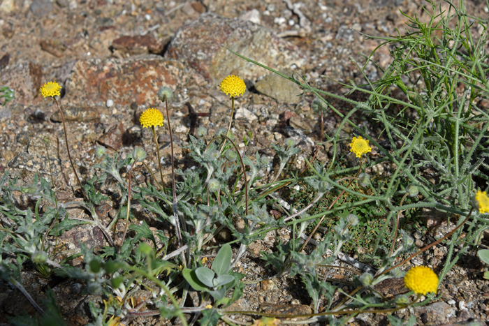 Yellowdome or Yellow Dome plants grow up to 10 inches or so and at least ½ of the height consists of the flowering stalk. Trichoptilium incisum